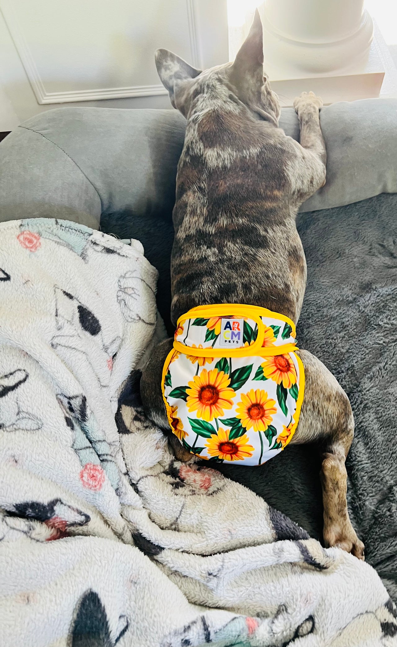 Tailless Pet Diaper (Enchanted Sunflower)