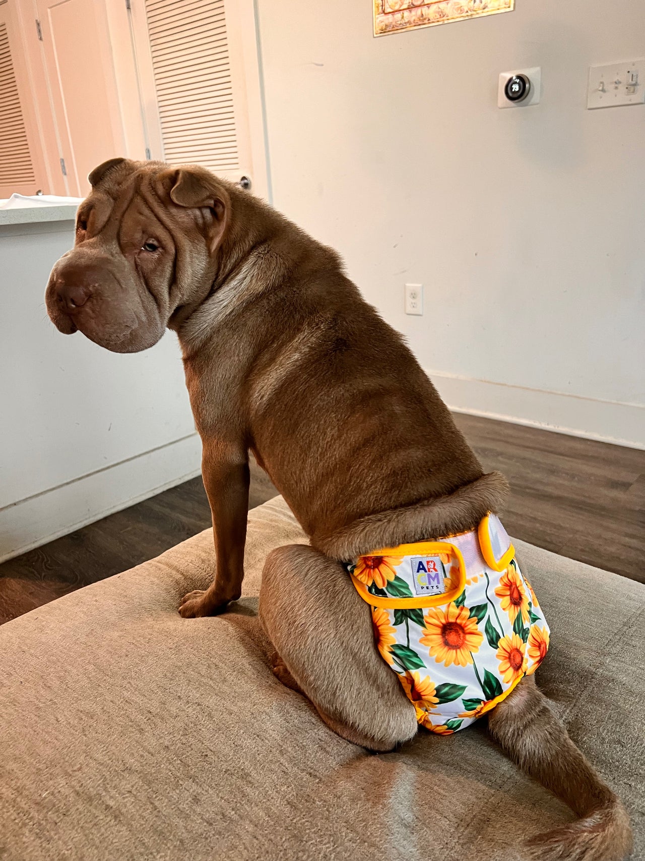 Tailwag Diaper Bundle – Savings, Convenience, and Peace of Mind for You and Your Pet